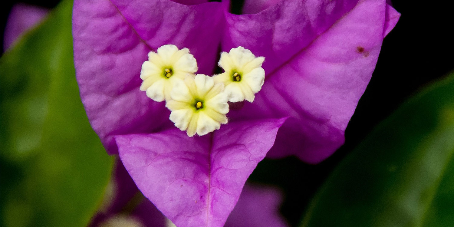 Blooming Purple Bougainvillea
