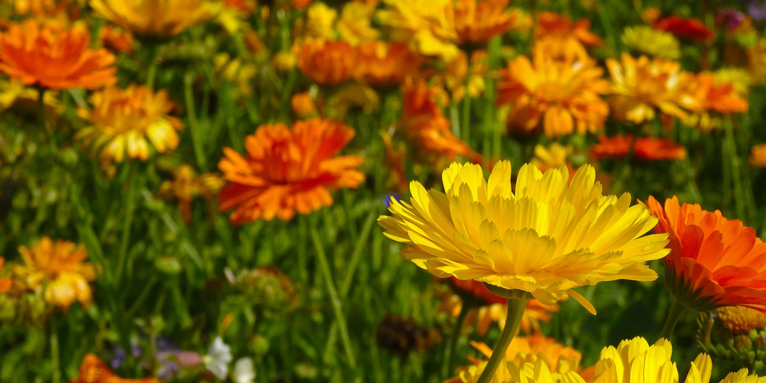 yellow and orange daisies