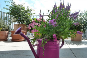 flowers in tin purple watering pot
