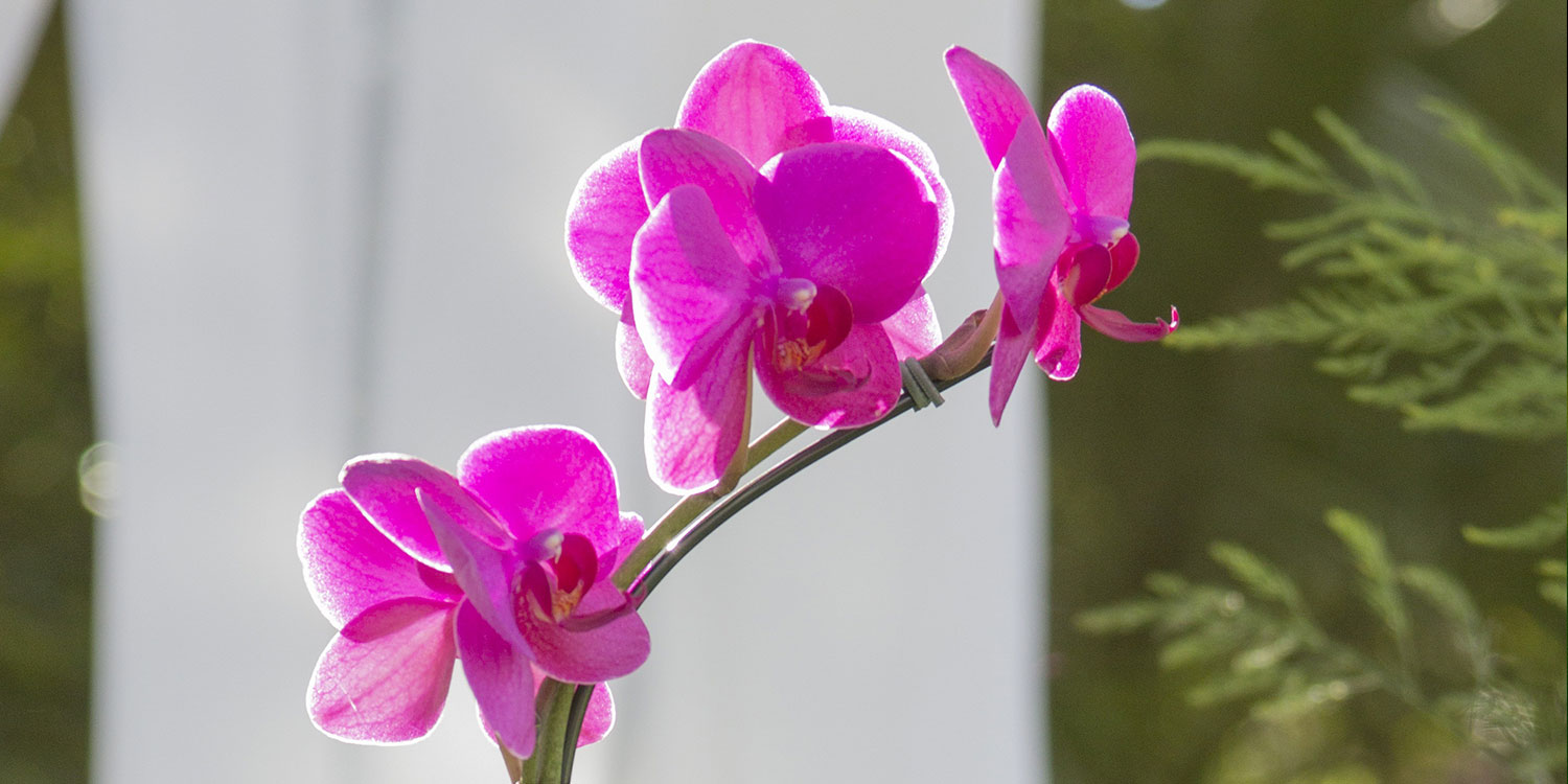 closeup pink moth orchid - Pink Phalaenopsis