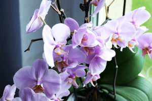 purple orchids sitting near window with sunlight