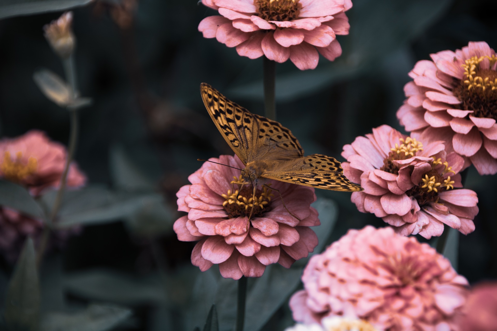butterfly with flowers in garden