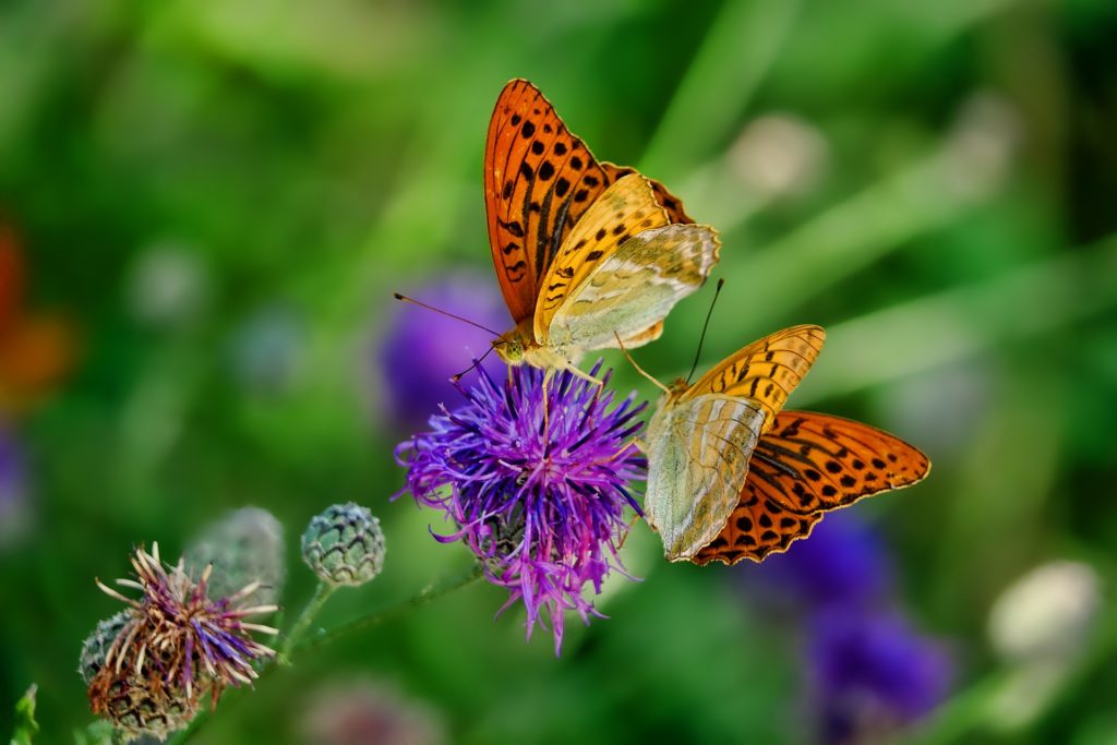 butterfly with flower in garden