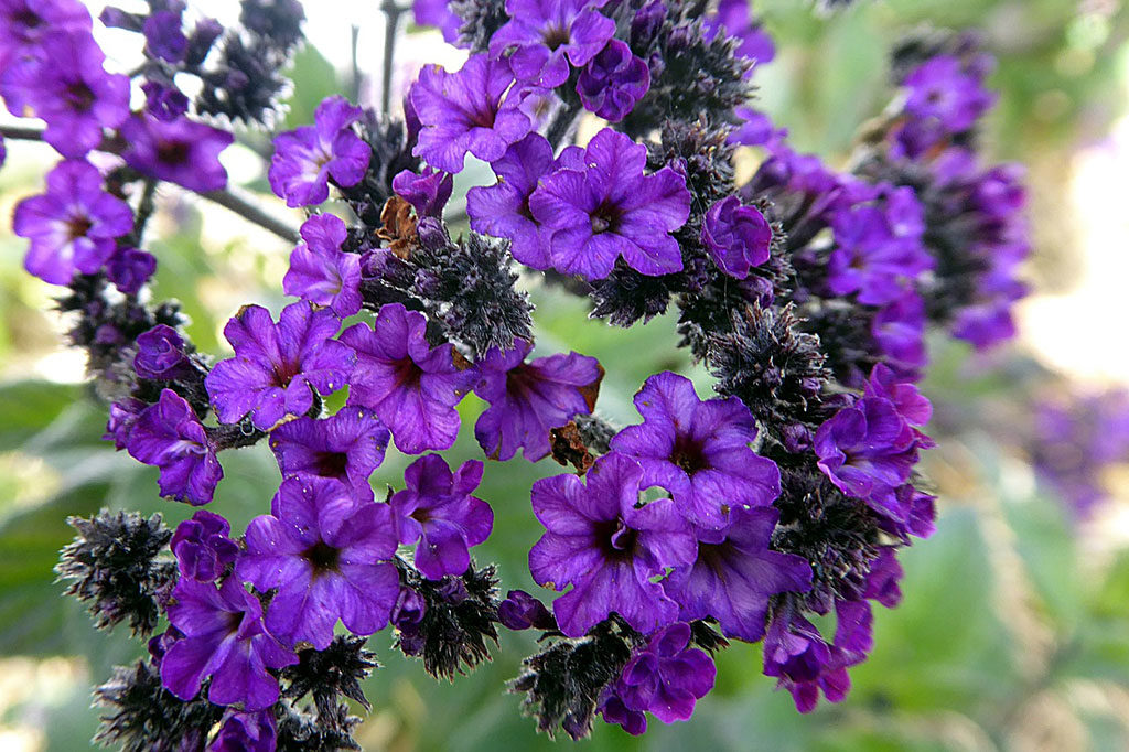 fragrant plants purple heliotrope florida