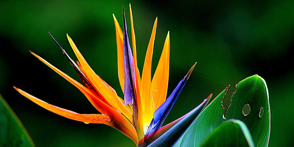 Exotic Flowers | Living Color Garden Center