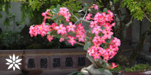 Living Color Garden Center-Florida-pink desert rose plants