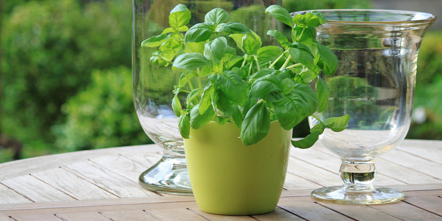 mosquito repellent plants herbs peppermint basil