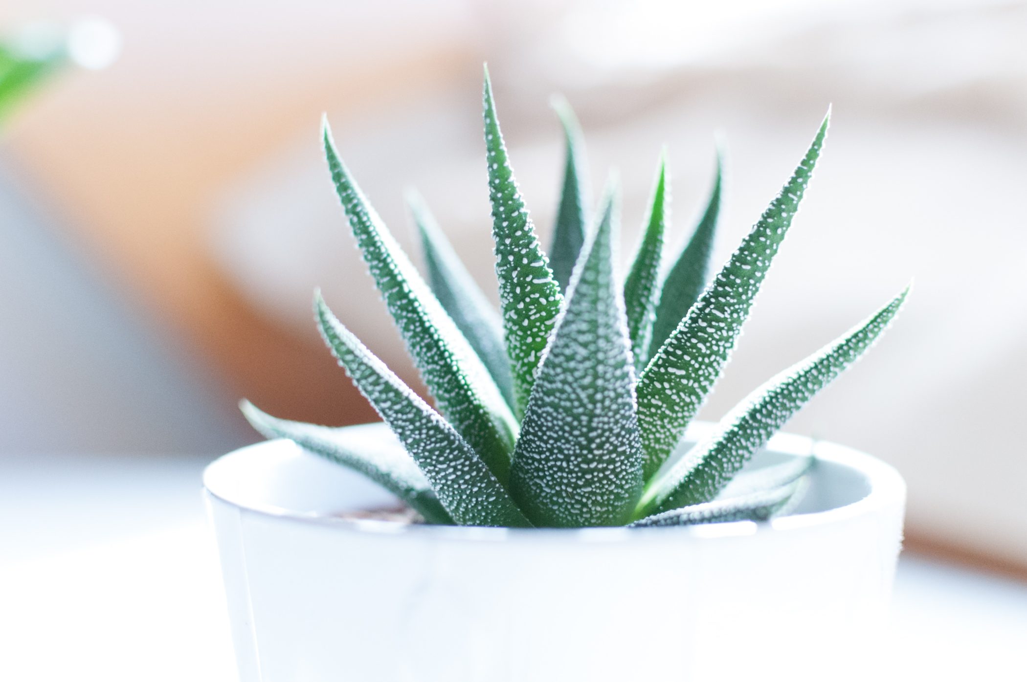 Growing and Caring for Aloe Vera