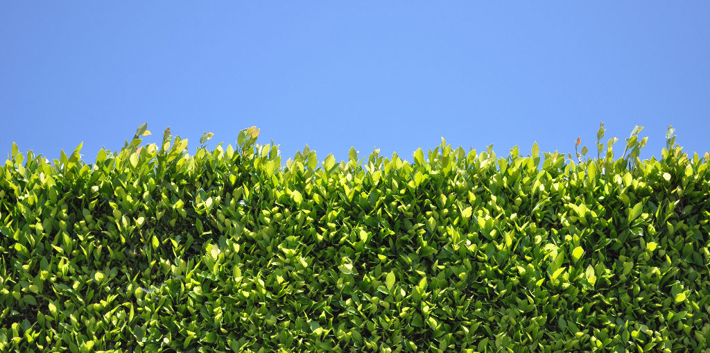Hedge Plants for Florida Living Color Fort Lauderdale