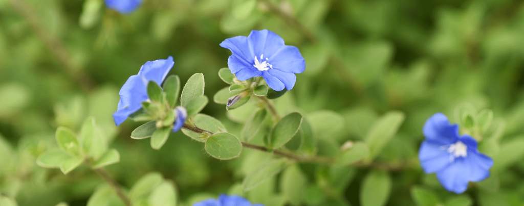 The Top 12 Groundcover Plants For Florida, Ground Cover For Wet Areas Florida