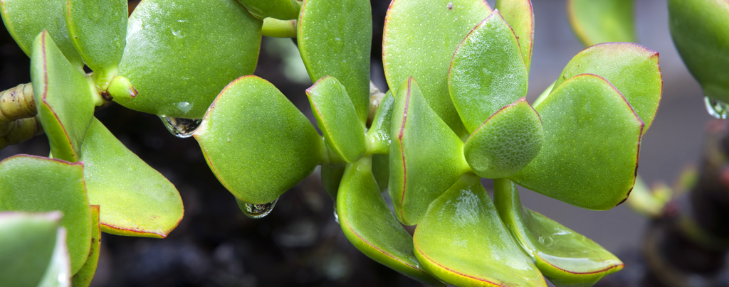 A-complete-guide-to-pruning-in-soflo-succulent