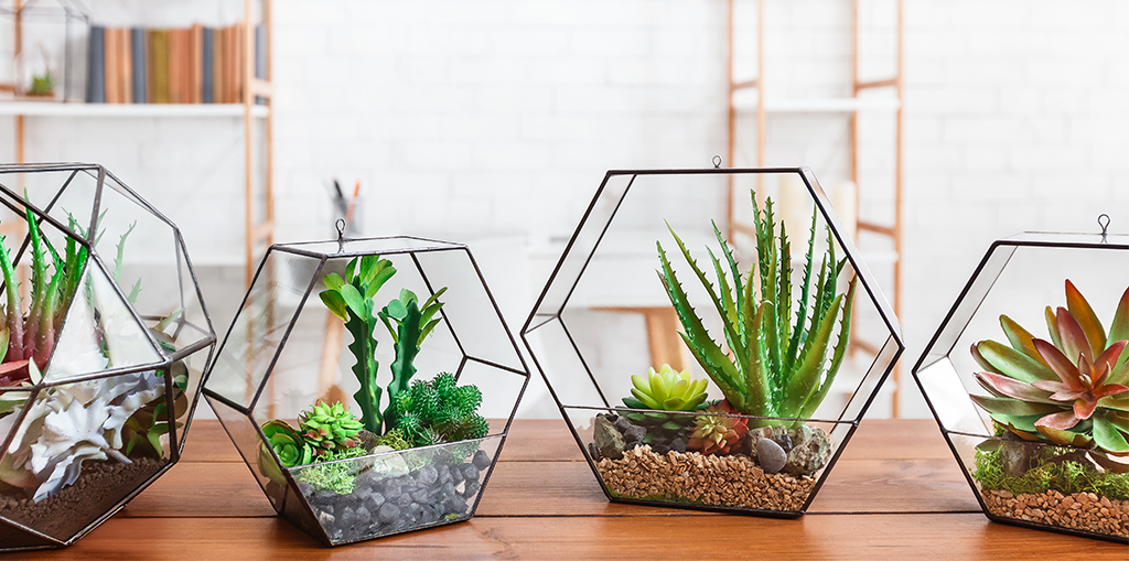 The Best Terrarium Plants For DIY Container Arrangements