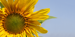 sunflowers-how-to-grow-them-in-fort-lauderdale-mammoth-sunflower-header