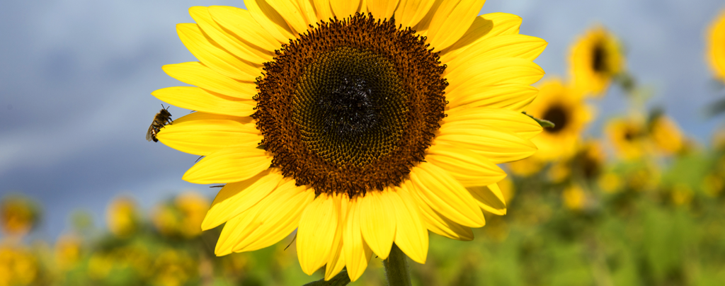 sunflowers-how-to-grow-them-in-fort-lauderdale-sunflower-with-bee