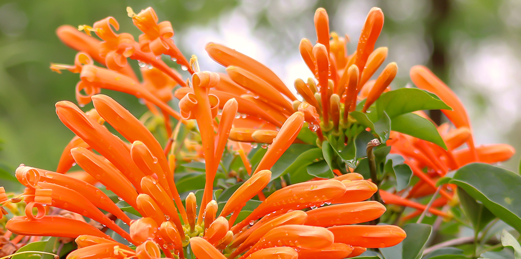 the-best-plants-for-direct-sunlight-florida-flame-vine-orange