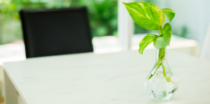 water-plants-everything-you-need-to-know-pothos