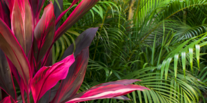 10-big-bold-plants-for-indoors-and-out-Cordyline-header