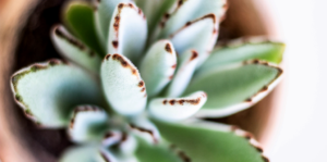 the-9-best-succulents-for-your-collection-panda-plant-header