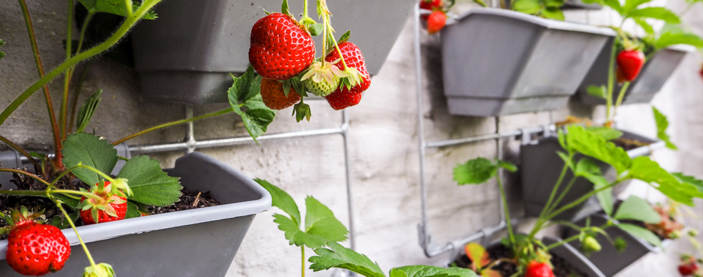 everything-you-need-for-growing-an-edible-living-wall-vertical-strawberries