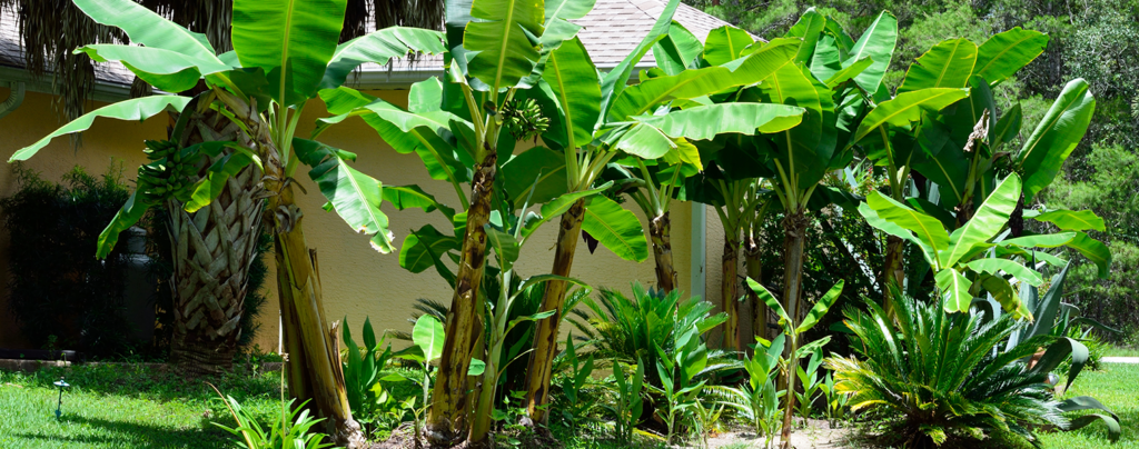 Image of Lemongrass as companion plants for banana trees