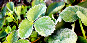 sheltering-tender-plants-from-frost-strawberry-plant-with-frost