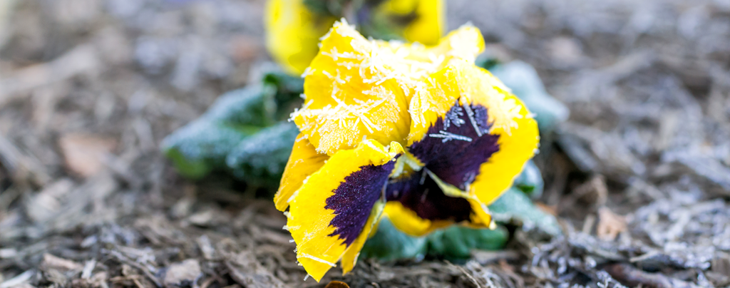 sheltering-tender-plants-from-frost-yellow-pansy-with-frost-crystals