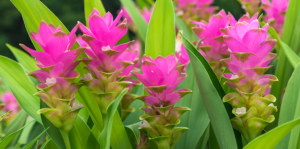 grow-your-own-turmeric-pink-flowers-header