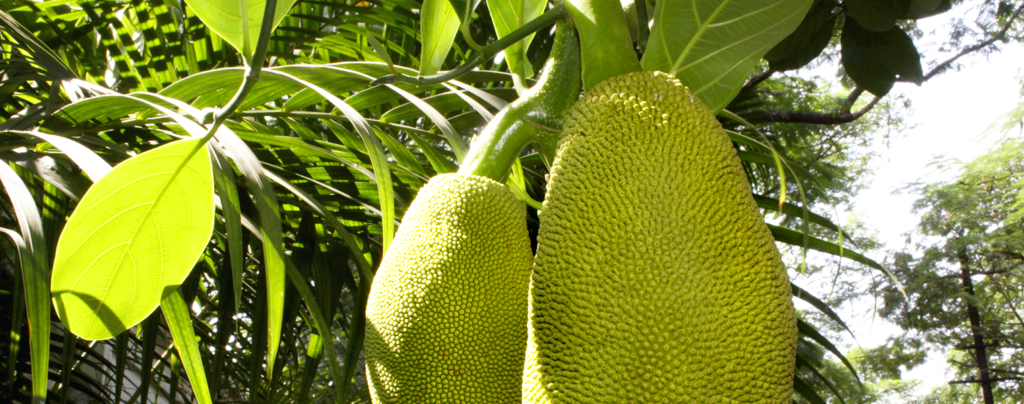 how-to-grow-jackfruit-large-jackfruit-up-close