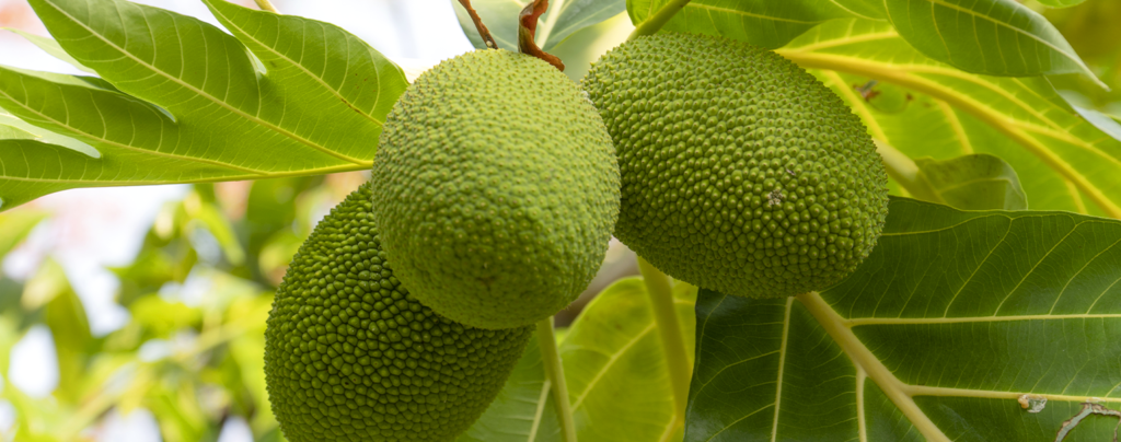 how-to-grow-jackfruit-small-green-jackfruit