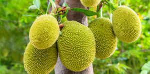 how-to-grow-jackfruit-up-close-header