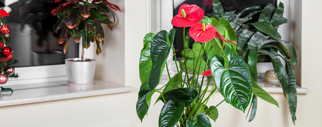tropicals-air-purifiers-flamingo-lily