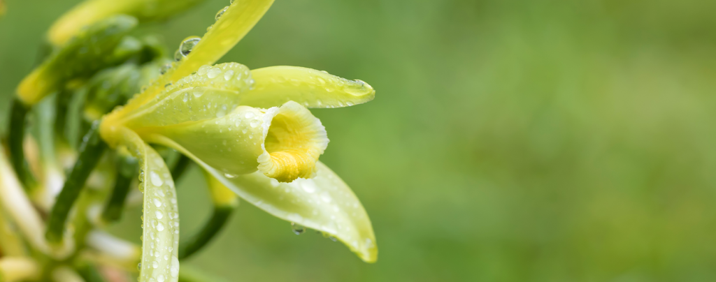vanilla-orchids-growing-green-orchid