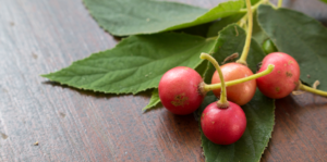 expert-tips-growing-strawberry-tree-berries-leaves-header