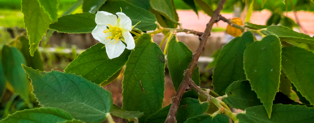 expert-tips-growing-strawberry-tree-white-flower