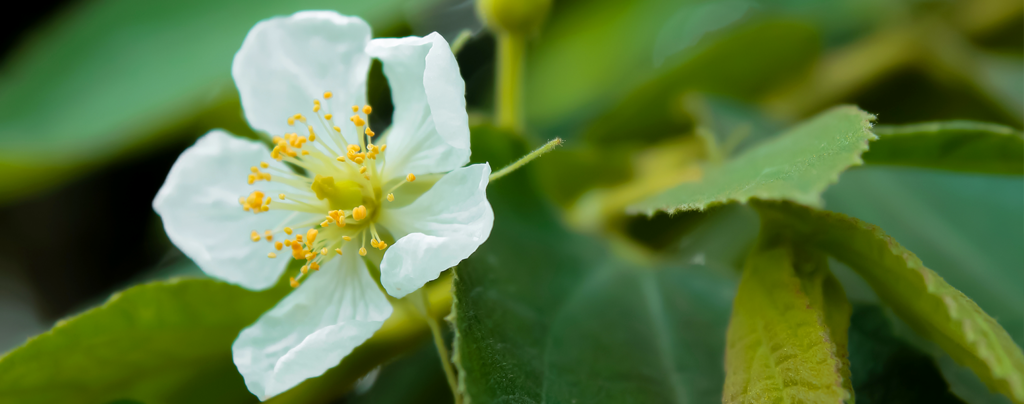expert-tips-growing-strawberry-tree-white-flower-up-close