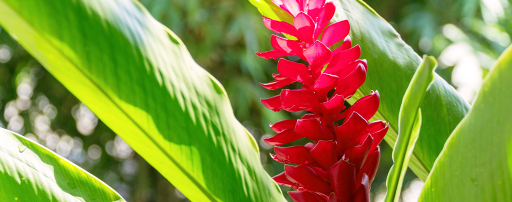 ginger-beautiful-tropical-edible-plant-red-flower