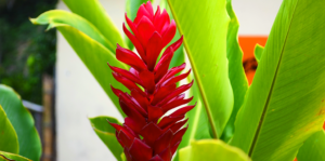 ginger-beautiful-tropical-edible-plant-red-flower-header