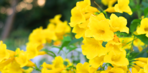 flowering-tropical-plants-yellow-bells-header