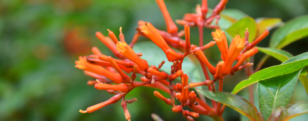 flowering-tropical-shrubs-firebush