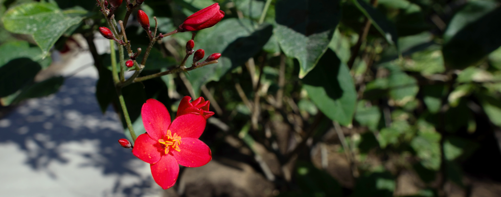 flowering-tropical-shrubs-jatropha
