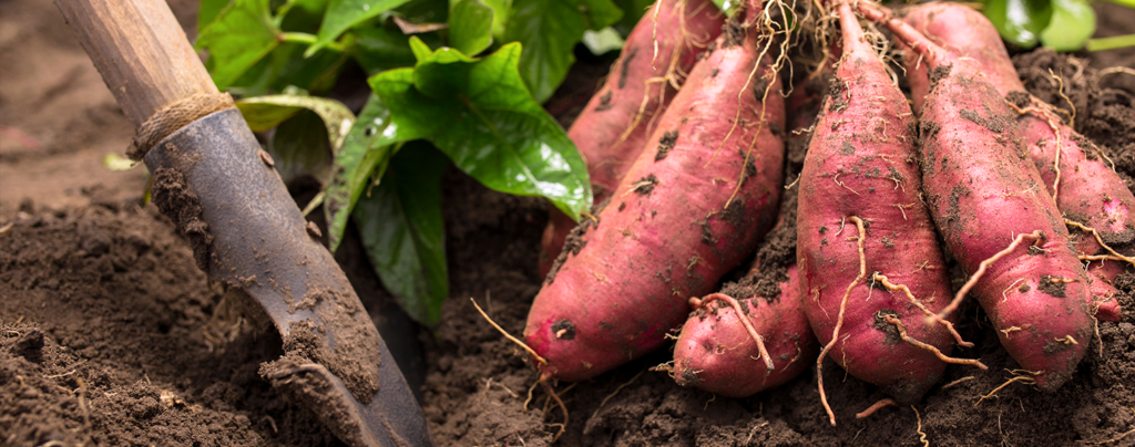 how-to-grow-perfect-sweet-potatoes-harvesting