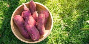 how-to-grow-perfect-sweet-potatoes-potatoes-in-basket-feature