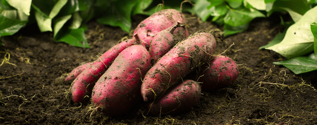 how-to-grow-perfect-sweet-potatoes-sitting-on-ground