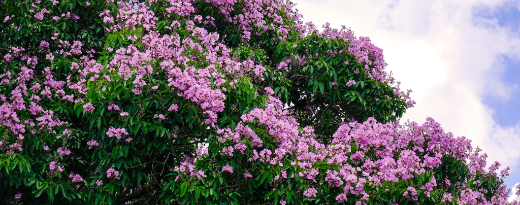 living-color-crape-myrtle-tree-and-sky