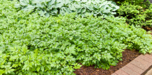 living-color-ground-cover-plants-header