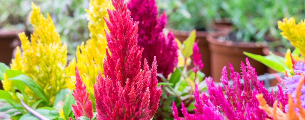 living-color-late-summer-containers-celosia