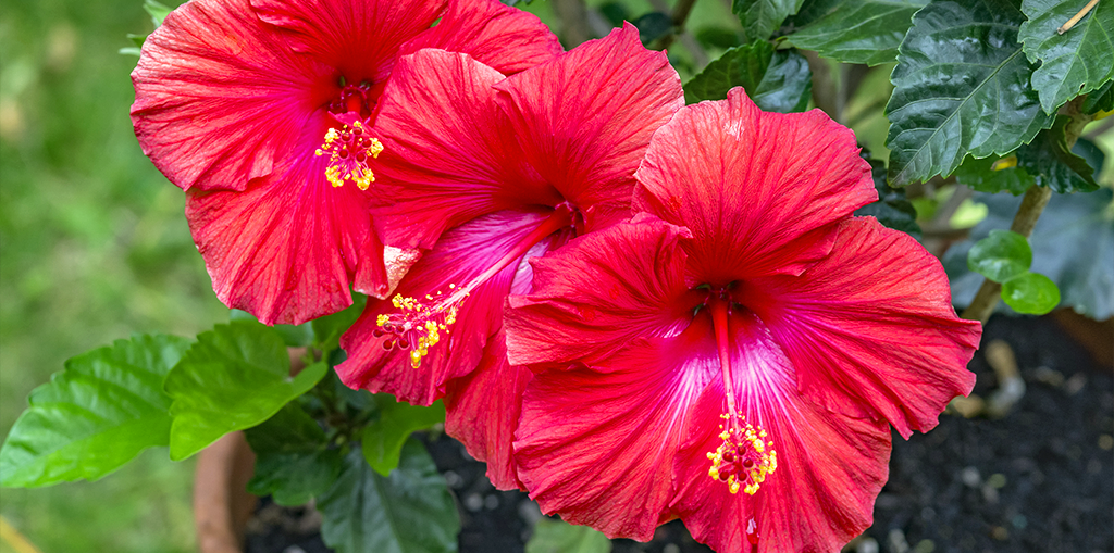 living-color-late-summer-containers-hibiscus-header