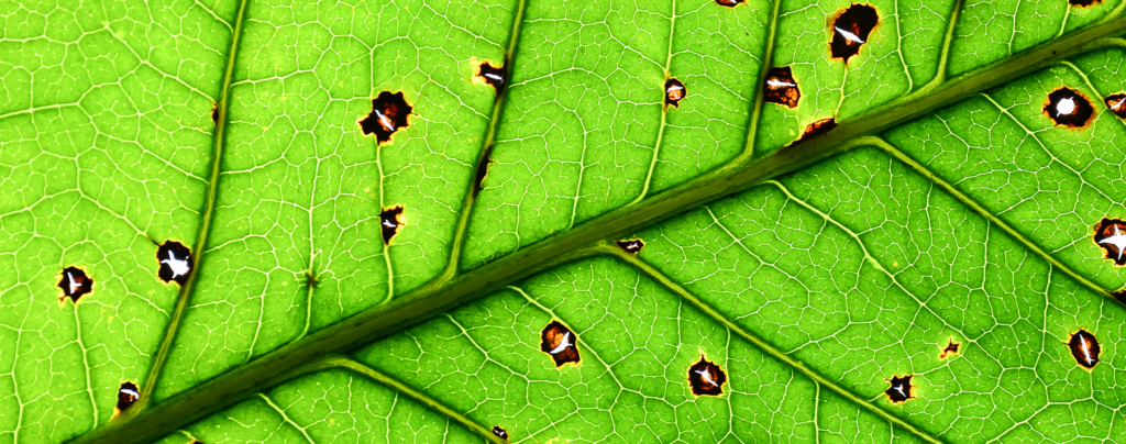living-color-summer-gardening-leaf-damage