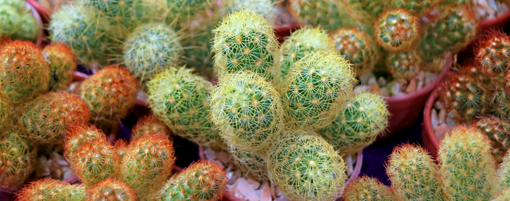living-color-colorful-cacti-ladyfinger-cactus