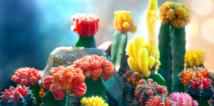 living-color-colorful-cacti-moon-cactus-header